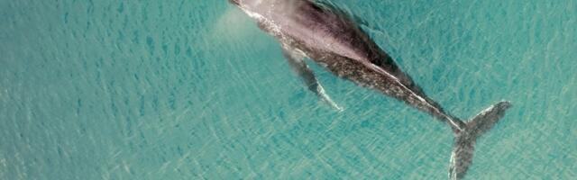 LÄBIMURRE | Teadlased on üks samm lähemal vaalade keele mõistmisele