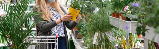 Uute toalillede ostmisel tuleb taime tervise huvides teada väga tähtsat nippi