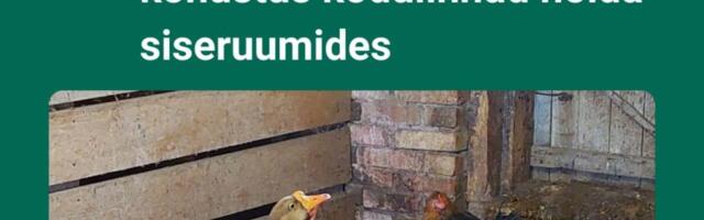 Alates esmaspäevast, 9.02.2026 on kohustus kodulinnud hoida siseruumides