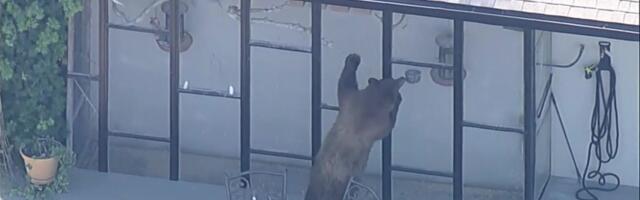 Reporter: Nunnu või hirmutav? Karuema käis inimeste aedades kondamas