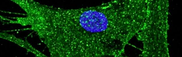 Noorendatud naharakud pandi kollageeni tootma