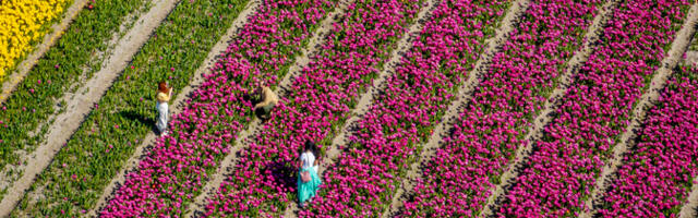 ERR Hollandis: turistid kogunevad kevadist tulbihooaega nautima