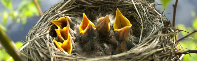 Pesitsusrahu seadustamist nõuab 5505 inimest ja 47 organisatsiooni