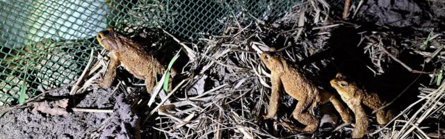 Konnade kevadrändel aidati rekordarvu kahepaikseid