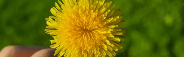 Laupäeval toimub võilillefestival