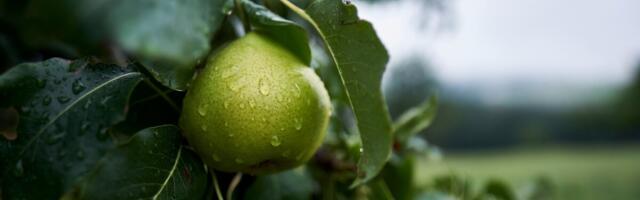 Algas viljapuu-bakterpõletiku seire