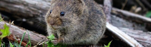 Lugu Hiiumaa kõige töökamast hiirest