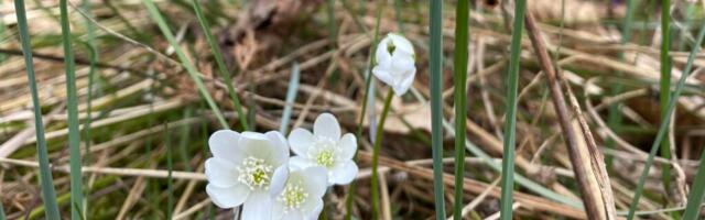 Ilm 18.– 21. aprill: pigem päikseline, mitte väga soe