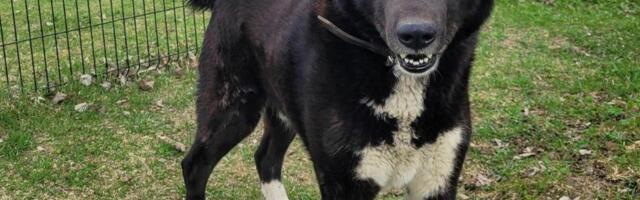 Selle nädala staar on Muki Võru varjupaigast