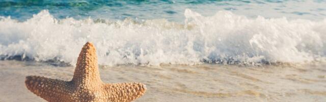 Millist puhkust vajab koolitaja infoajastul?