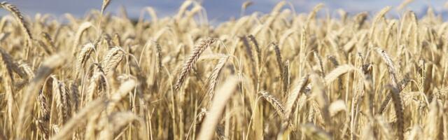 Viljainfo: vilja hinnatõusuks suurt põhjust pole