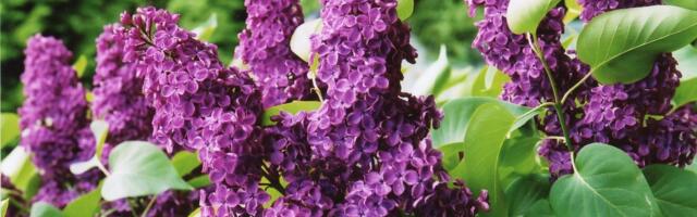 Saunanaiste jaaniaja soovitused: sireliviht aitab sääskede vastu, põdrakanepi oma lisab meestele väge