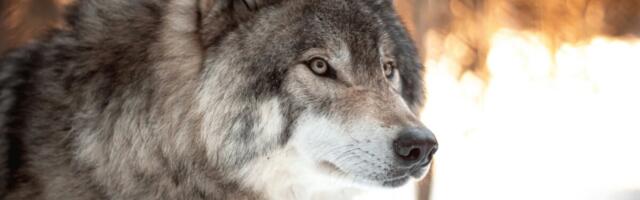 Hundijahi käigus kütiti 118 võsavillemit