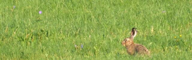 VIDEO | Järvamaal sattus kaamerasilma ette endale kolmanda kõrva saanud halljänes