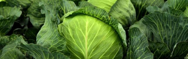 Turule lubati uus nälkjate ja tigude tõrjevahend Ferronite