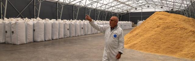 VIDEO | Mis katku tõttu hukatud sigadega Vireenis tegelikult toimub? Vaata järele!