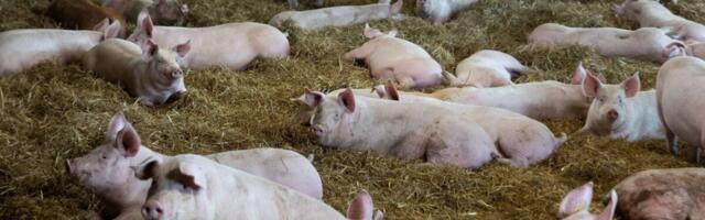 Vireeni juht ja loomaarst: seakatku uus puhang on vaid aja küsimus