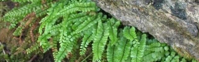 Eestis on kuus ohustatud sõnajalgtaime