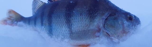 Keskkonnaameti inspektorid kontrollivad nädalavahetustel kalapüüginõuetest kinni pidamist