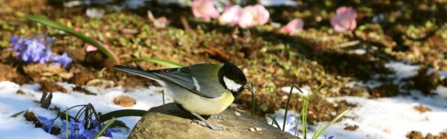 ILMAPROGNOOS | Märts on alanud soojalt ja sajuta, uue nädala lõpus ilm pöördub