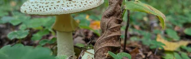 Enim mürgistusi põhjustab valge kärbseseen