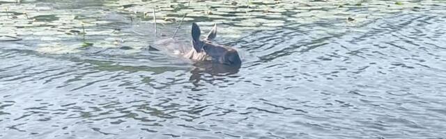 Emajões ujunud põder lasi endale pai teha