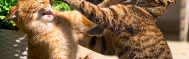 POLIITIKARADAR | Reformierakonna troonipärijate vahel läks kukepoksiks