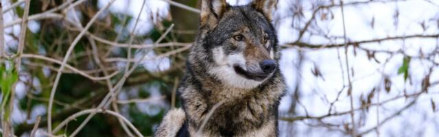 Euroopa Komisjon tegi ettepaneku hundi kaitsestaatuse muutmiseks