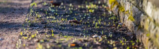 ILMATEADE | Kevadine soojus taandub – kas talv naaseb?