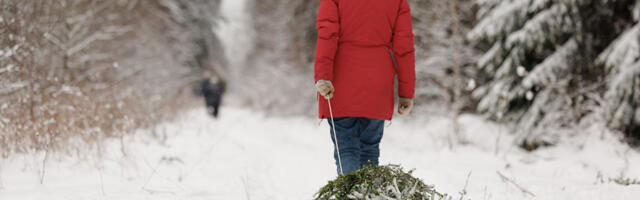 RMK eriprogramm „Jõulupuu lugu!” täitus päevaga – suur huvi näitab, et loodusõpe on hinnatud 