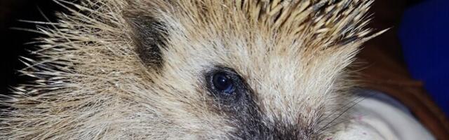 Keelesäuts. Siilkott kotitseb