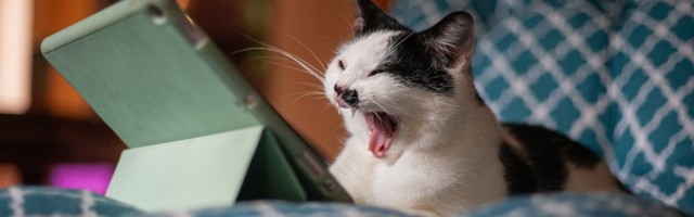 Loomuse valimiskompass aitab üles leida loomasõbralikud kandidaadid