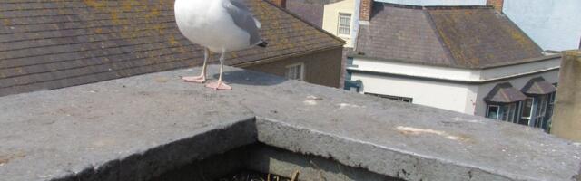 Linnu ja majaomaniku tüli tasub varakult ennetada