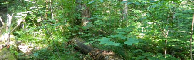 Järvselja ürgmets 100