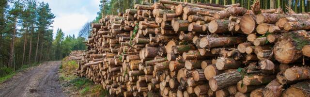 PUIDUHINNAD | Maikuu puiduturgu iseloomustab hinnalangus