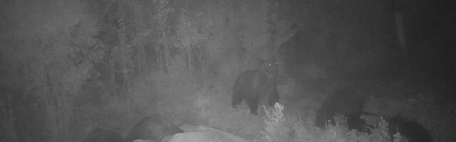 Seltskond karusid toimetas Jõgevamaal hilisel õhtutunnil