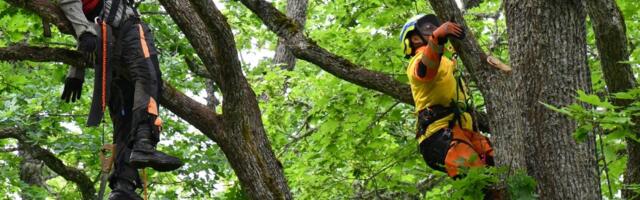 ISEVÄRKI VÕISTLUS | Baltikumi kõige käbedam puu otsa ronija on selgunud