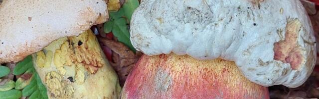 DNA-analüüs paljastas_ loodusmuuseumi näitusel olnud seen osutus kriitilises seisundis olevaks ohustatud liigiks