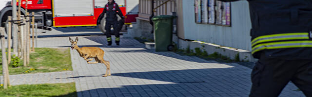 Läänemaa 2024. aasta läbi fotokaamera