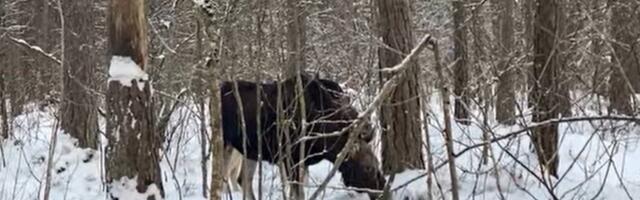 VIDEOD | Pirita elanik püüdis kaamerasse Kloostrimetsas elavad kolm põtra
