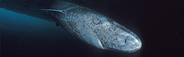 Antarktika juures märgati loomariigi esindajat, keda seal ei peaks üldse olema