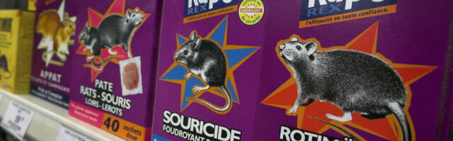 Laps mängis rotimürgiga või pistis nahka vanaema tableti. Kuidas selles olukorras käituda?