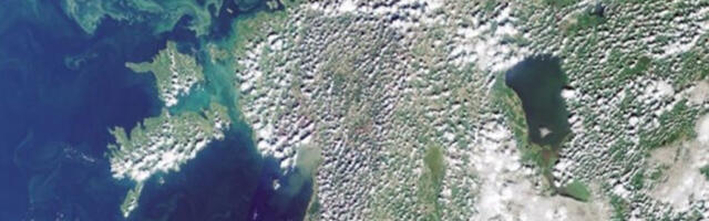 Sinivetikad on jõudnud Lääne-Eesti randadesse