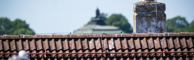 Juba kerkiva kajakapesa eemaldamiseks võib olla hilja