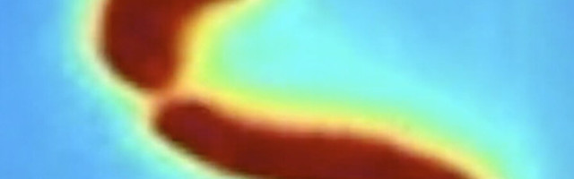 Vastsündinud imetajad näevad und maailmast, millesse nad sünnivad