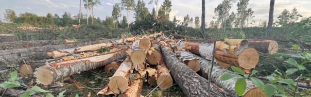 FOTOD JA VIDEO | Keskkonnaamet lubas pesitsusrahule vaatamata metsaraiel jätkuda – kõik vastavat normidele