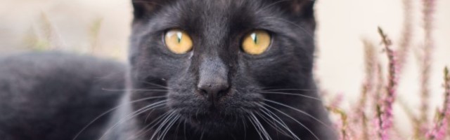 MUSTA KASSI PÄEV | Oktoobris saab varjupaigast kassi võtta vaid üheeurose loovutustasu eest