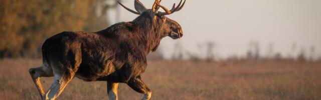 VIDEO | Deformeerunud sarvega põder jäi Tartumaal kaamera ette