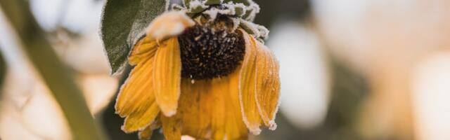 ILMATEADE | Tugevad sajuhood jätkuvad, ka öökülmaoht pole enam kaugel