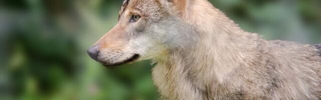 Halduskohus ei rahuldanud hundijahi esmast õiguskaitse taotlust